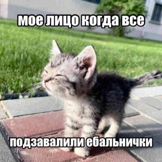 К котовторнику: подборка картинок-баянов с котиками и про котиков. Выпуск 40.
