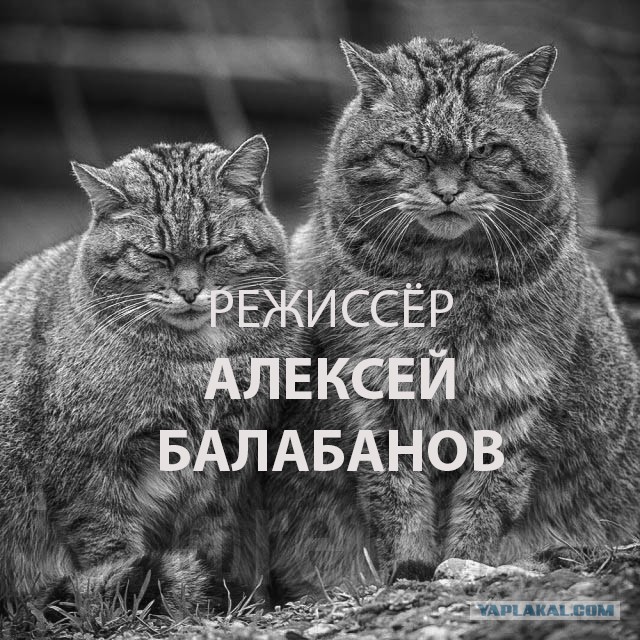 Это Европейские дикие кошки — близкие родственники домашних кошек