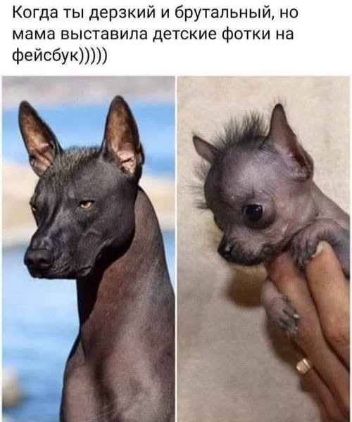Дэшка картинок для улыбнуться