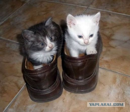 Этому коту явно нечего делать.