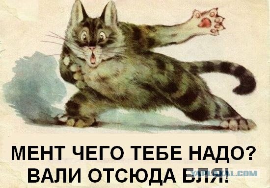 Котята бывают разные