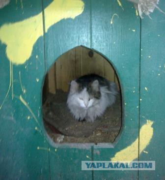 Котовторник 27.5.2014