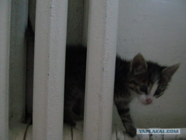 Котовторник 24.06.2014