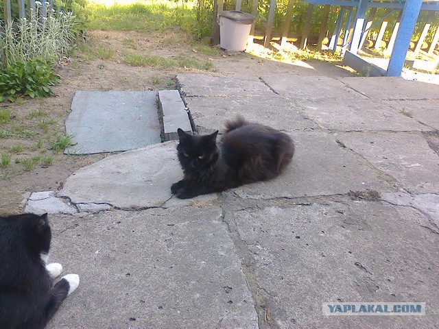 Котовторник 11.11.2014