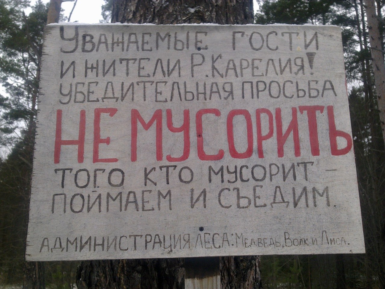 фото не сорить в лесу