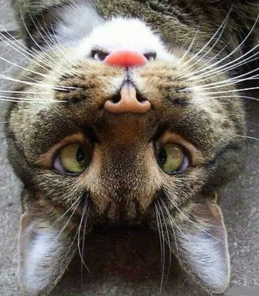 Известные котомемы.