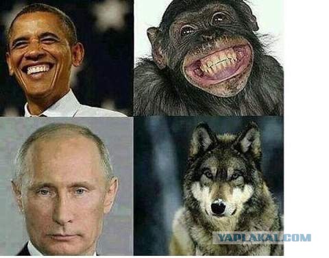 Знаменитости и их  двойники из мира животных