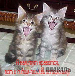 Кошки и Собаки - большая подборка