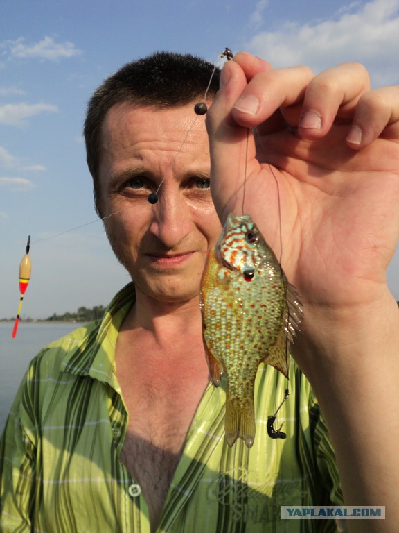д. Городня