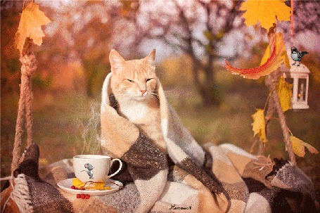 Котовторник - начало