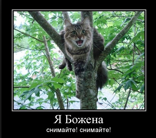 Берсерк вышла на тропу войны...ненадолго