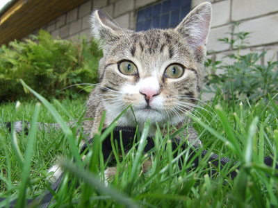 Котомет на вторник!