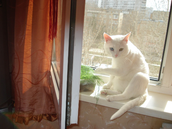 Лечение гаражного кота Кардана.