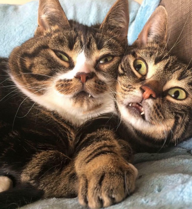 Коты из сети