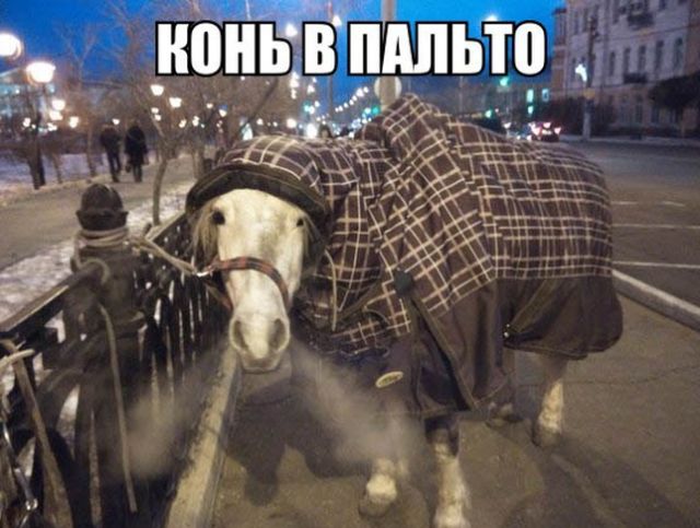 Подборка забавных животных