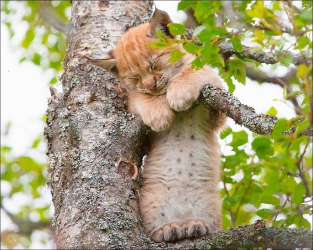 Коты и Кошки