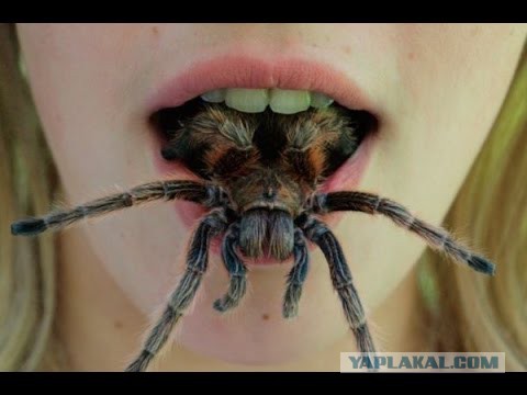 Ведущая оголилась в прямом эфире, подумав, что у нее в трусах паук