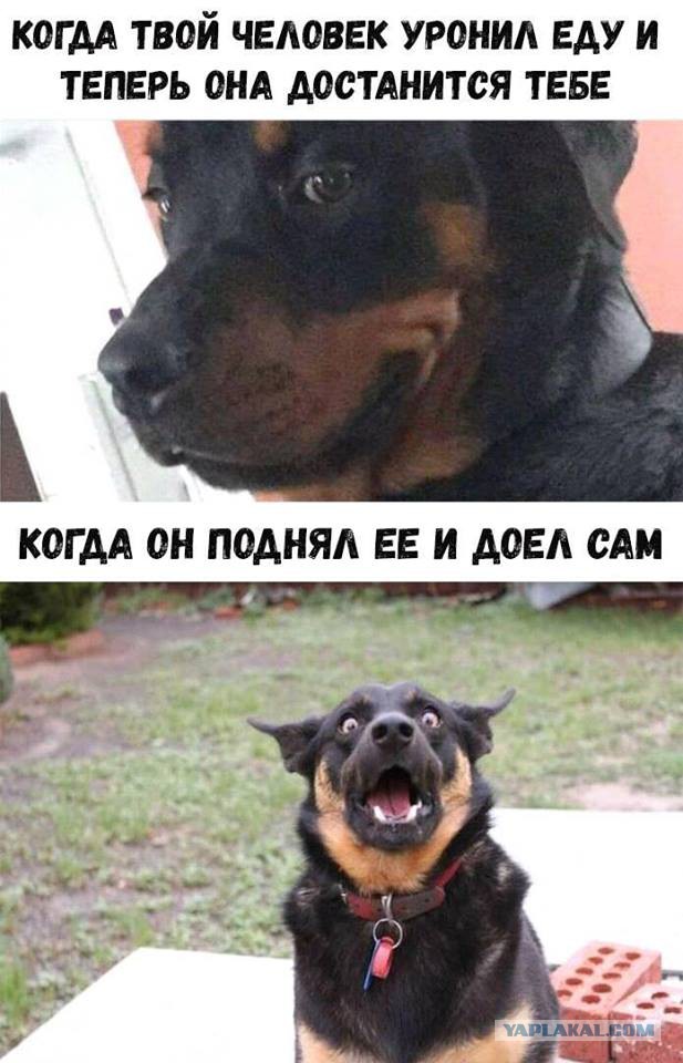 Не очень светлый и абсурдный юмор обо всём