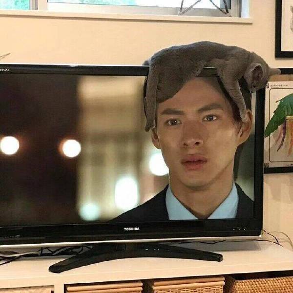 Прикольных котов пост