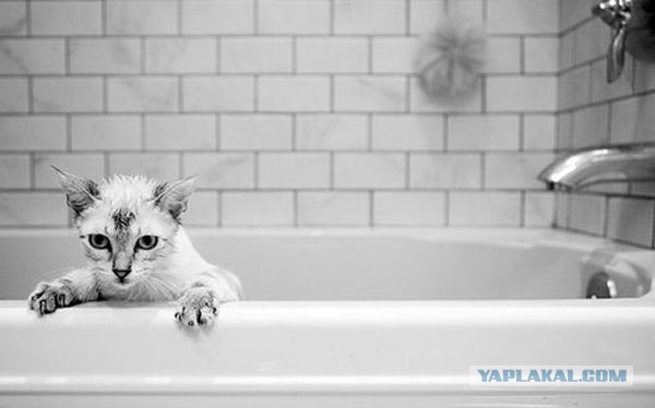 Котовторник  на  ЯПлакалъ