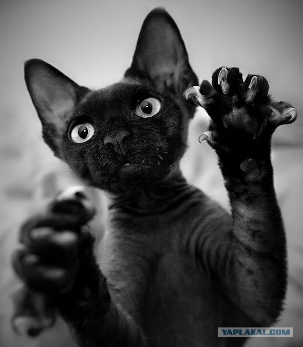 Котовторник ужасов (36 фот)