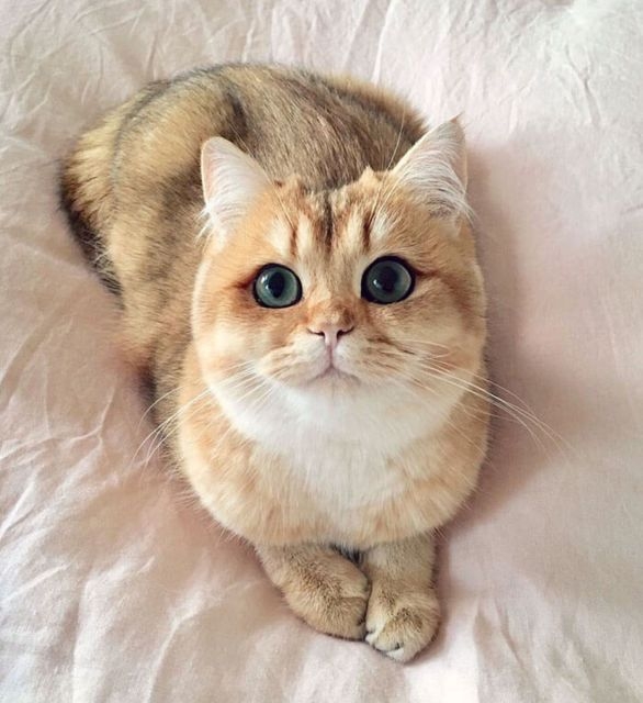 Прикольных котов пост