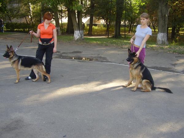 Немецкие овчарки
