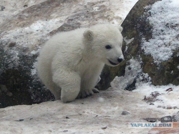 Первая прогулка медвежонка