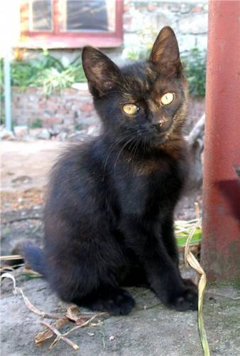 Котовторник 06.09.11