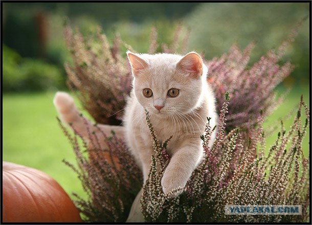 Профессиональный котовторник