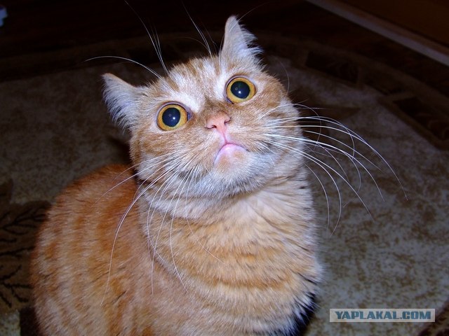 Котовторник так котовторник!