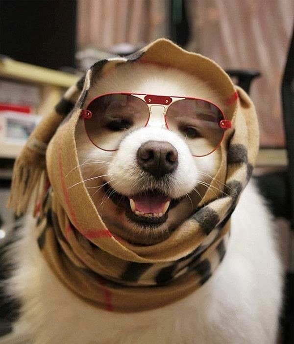 Милые животные. Мимиметр сломался