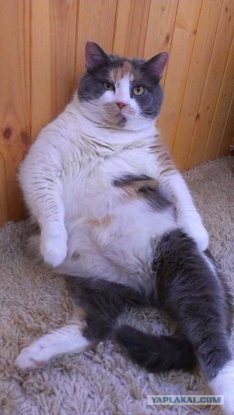 Котовторник 22.05.2012
