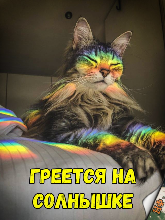 Забавные фото котеек