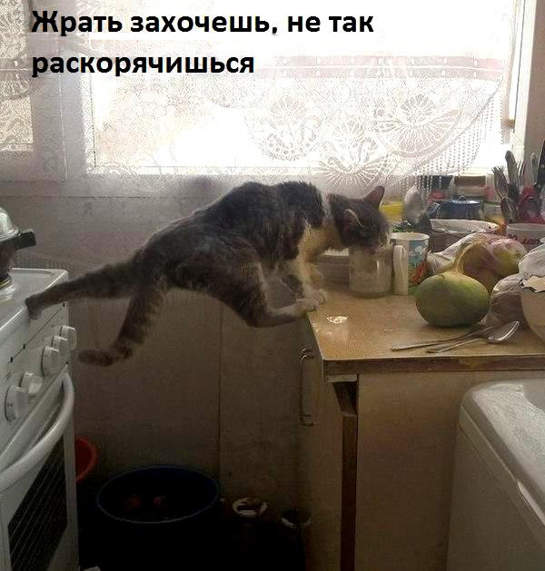 18 котов, которые плевать хотели на законы физики