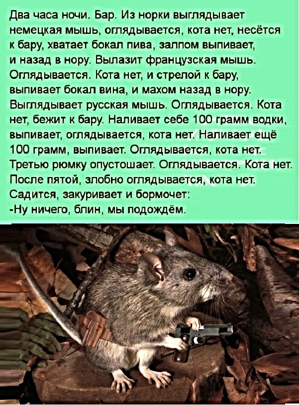 Анекдоты мышей. Анекдот про мышку. Анекдот про русскую мышь. Анекдот про мышь в баре. Анекдоты про мышей.