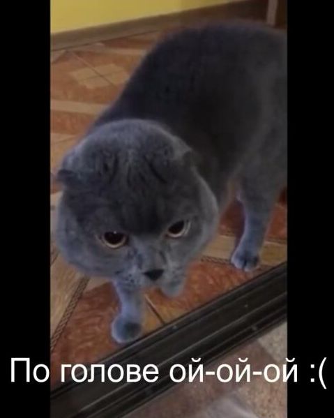 говорящие коты. житель японии научил кошку гово. язык жестов кошек. коты говорят человеческим языком. коты которые разговаривают человеческим голосом.