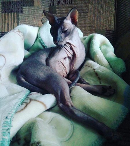 Котовторник