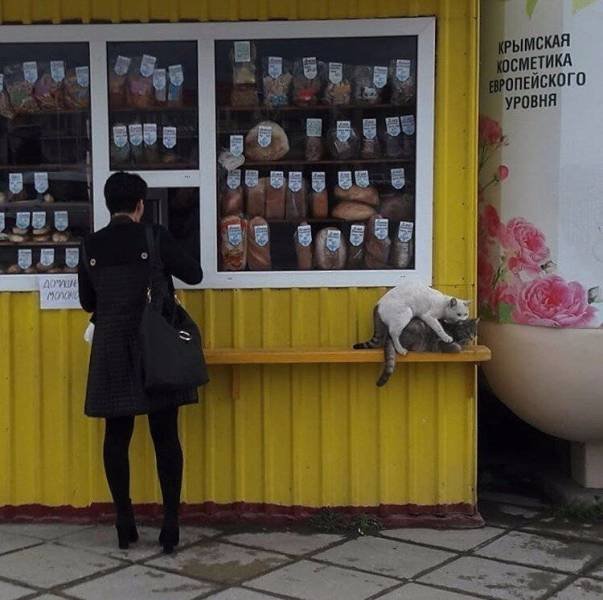 Перлы — 02.11.2020