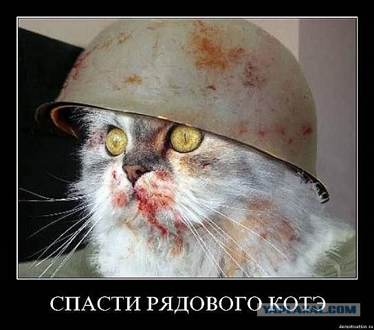 Не повезло коту