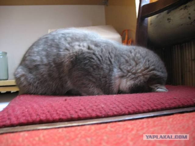 Кот и планкинг