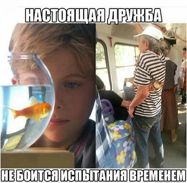 "Солянка" из картинок для улыбнуться или позалипать в среду