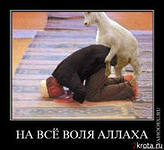 Афганский овцеёб...