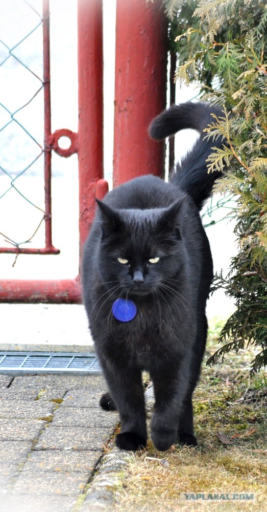 Котовторник 16.04.2013
