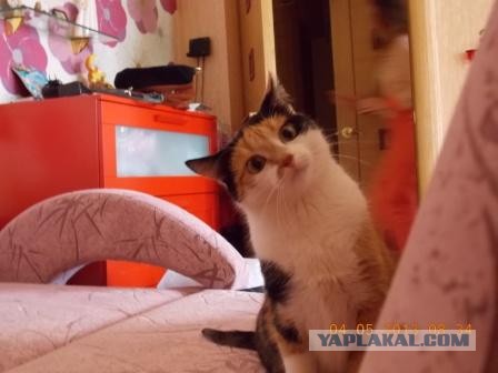 Котовторник  07.05.2013