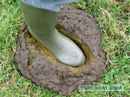 В Прикамье снова пройдет фестиваль по метанию коровьих лепёшек