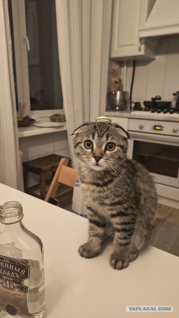 Котовторник сегодня