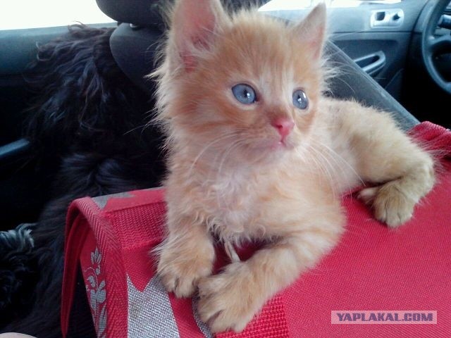Котовторник 17.09.2013