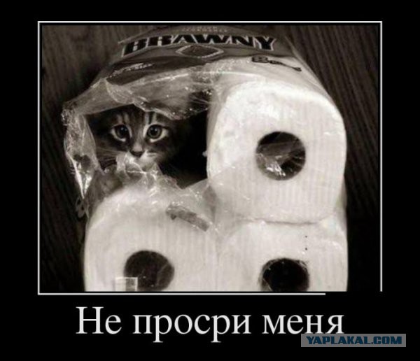 А где прячется ваш кот?