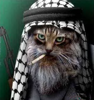 Коты ученых